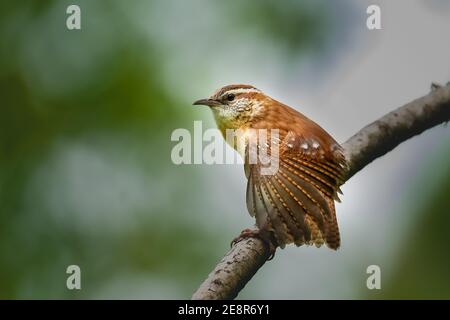 A Carolina Wren (Thryothorus ludovicianus) perched on a branch displaying its beautiful wing feathers. Stock Photo