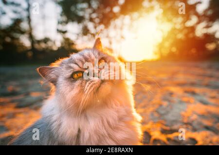 Beautiful grey long haired purebred cat sitting outside on sunset Stock Photo
