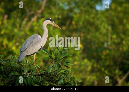 A single grey heron perched high in a tree in the mangrove area of Pasir Ris Park, Singapore Stock Photo