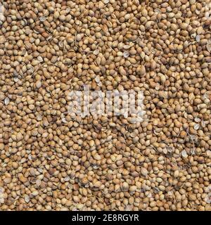 Organic Dried coriander seeds Coriandrum sativum close-up background Stock Photo