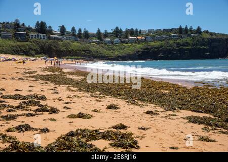 Seaweed on Bilgola Beach in Sydney during a hot summers day,Sydney,NSW,Australia Stock Photo