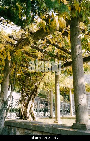 Wisteria on an arch with wooden beams on columns behind a metal fence. Stock Photo