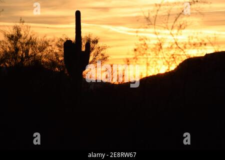 Silhouette of saguaro cactus at sunset against yellow sky in Phoenix, Arizona, USA Stock Photo