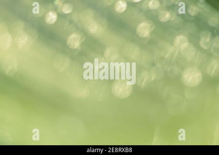 Beautiful bokeh  background - Water drops on the green banana leaf. Stock Photo
