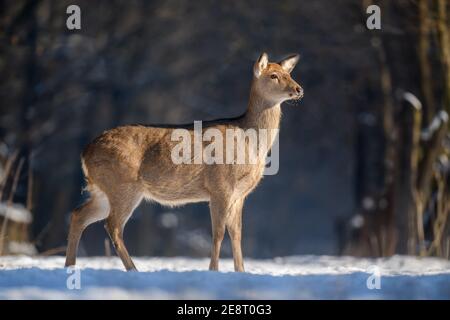 Close young majestic red deer in winter forest. Cute wild mammal in natural environment. Wildlife scene from nature Stock Photo