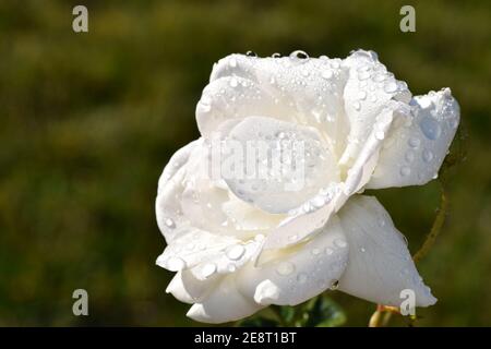 White Rose in the morning sun covered in rain drops Stock Photo