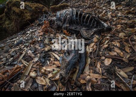 Dead mule deer (Odocoileus hemionus californicus) decomposing on the forest floor in California, perhaps a victim of wildfires that ravaged the area. Stock Photo