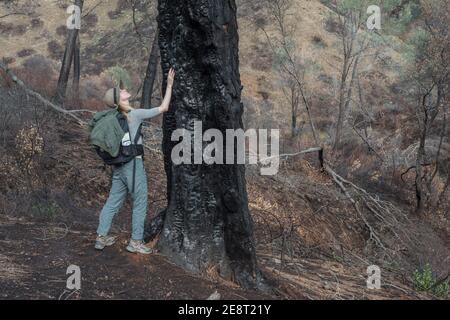 A female hiker approaches and looks up at a tree that was burned in the wildfires that swept through the California countryside. Stock Photo