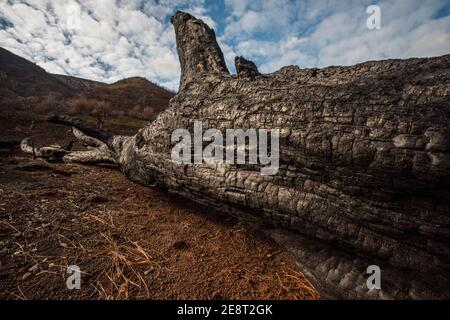 In Northern California a burned and charred tree trunk remains after a wildfire swept across the landscape burning away and killing most vegetation. Stock Photo