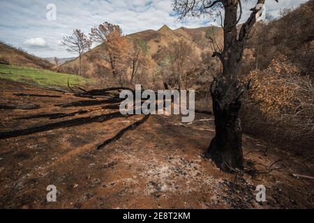 Several dead and burned trees following California's fire season when wildfires burned out of control across the landscape. Stock Photo