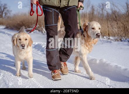 Golden retriever dogs on winter nature Stock Photo