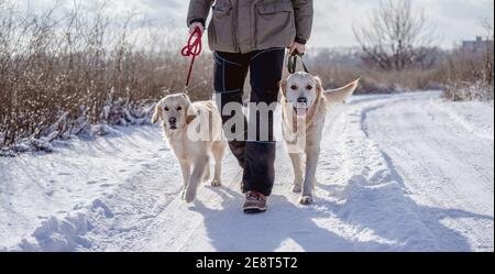 Golden retriever dogs on winter nature Stock Photo