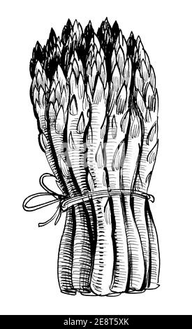 Bunch of asparagus vegetable. Ink black and white drawing Stock Photo