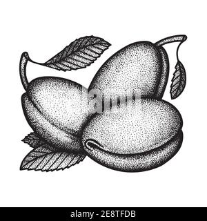 Plums. Plums with leaves engraving style drawing isolated on white background. Plums dotted, vintage style sketch drawn illustration. Part of set. Stock Vector