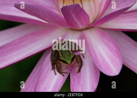 a single tiny green frog on a pink lotus flower with a natural green background Stock Photo