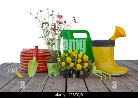 Gardening tools, watering can, irrigation hose, flower seedlings on wooden boards isolated on white background Stock Photo