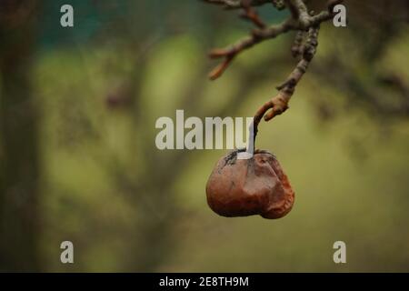 Old dry pear hang on tree branch in autumn garden. Blurred green bokeh. Stock Photo