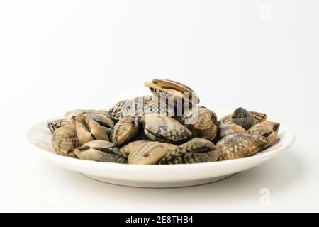 Clam clam on white background Stock Photo
