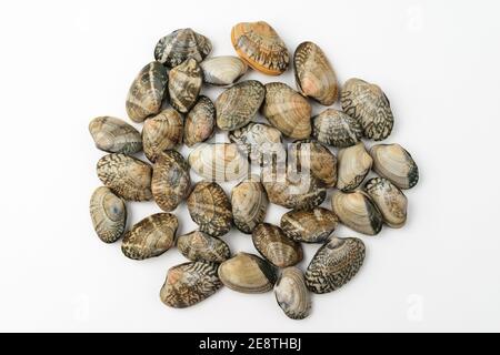Clam clam on white background Stock Photo
