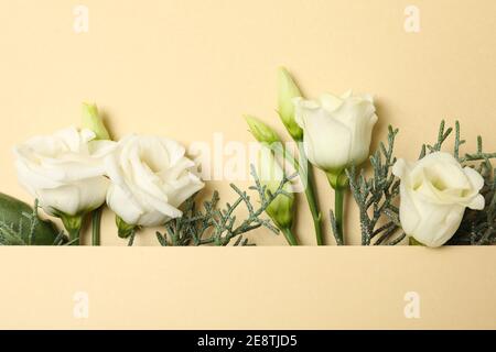 Roses and thuja branches on beige background, space for text Stock Photo