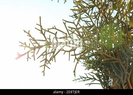 Thuja branches in sunlight, close up and space for text Stock Photo