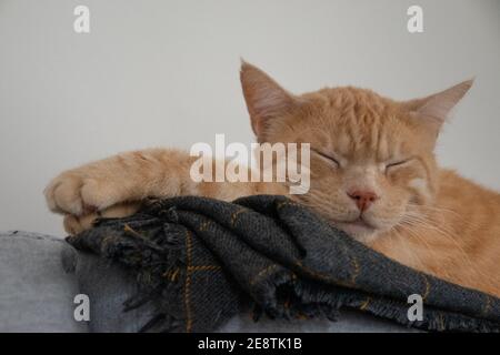 Ginger cat sleeping comfortably on the back of a grey sofa, hugging a blanket Stock Photo