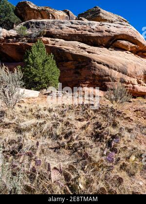 Purple Opuntia Prickly Pear on trail in Mule Canyon, Cedar Mesa, Bears Ears National Monument, Utah. Stock Photo