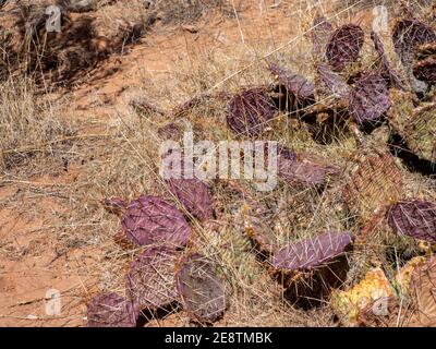 Purple Opuntia Prickly Pear on trail in Mule Canyon, Cedar Mesa, Bears Ears National Monument, Utah. Stock Photo