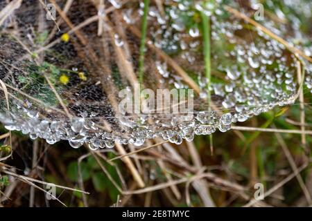 Cobweb with droplets hanging. Spider web in the forest with drops of water after rain. Stock Photo