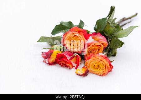 A bouquet of beautiful orange-red roses on the snow. A declaration of love and feelings. Orange roses, frozen in snowflakes, top view. The concept of Stock Photo