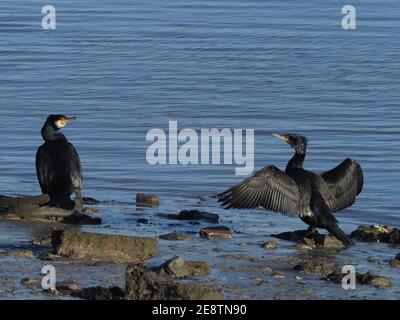 Cormorants Stock Photo