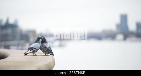 Selective focus shot of two pigeons kissing Stock Photo