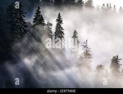 Sunbeam over pine trees - abstract landscape with rays Stock Photo