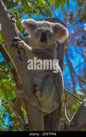 A cute, cuddly koala looking from the fork of a native gum tree. This arboreal Australian marsupial has thick grey fur and feeds on eucalyptus leaves. Stock Photo