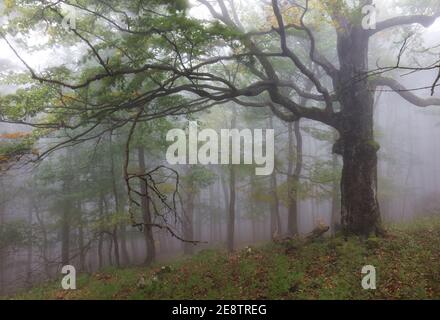 Beautiful forest at foggy sunrise. Tree trunks and cold mist landscape. Stock Photo