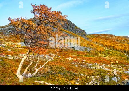 Autumn landscape in Stora sjöfallet nationalpark, colorfull birch trees and mountains, Stora sjöfallet nationalpark, Swedish Lapland, Sweden Stock Photo