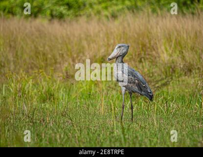 African Shoebill by the River Nile in Uganda Stock Photo