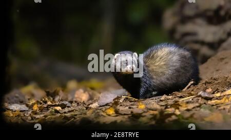 European polecat (Mustela putorius) in forest in natural environment in darkness at night. Netherlands. Stock Photo