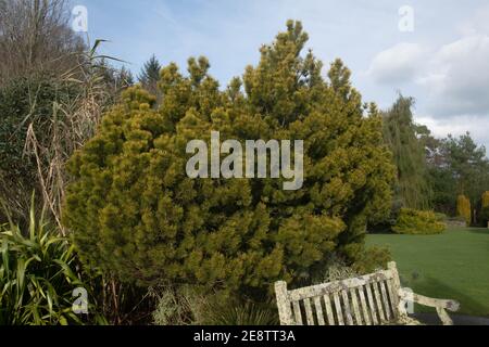 Golden Green Winter Foliage of an Evergreen Conifer Dwarf Mountain Pine Tree (Pinus mugo 'Ophir') Growing next to a Wooden Bench in a Rural Garden Stock Photo