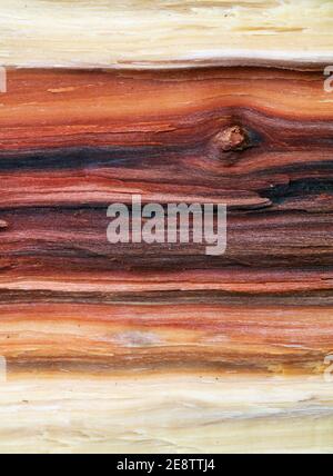 Wood texture. Super long walnut planks texture background.Texture element Stock Photo