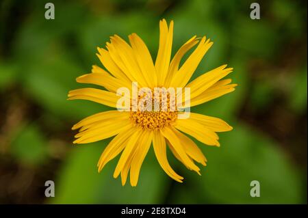 Arnica montana on a blurred green background Stock Photo