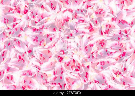 Pink flower petals and hearts texture background. Stock Photo