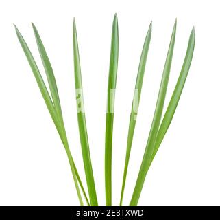Blades of grass isolated on white background Stock Photo