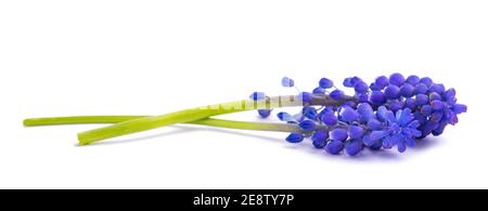 Grape hyacinth flowers isolated on white background Stock Photo