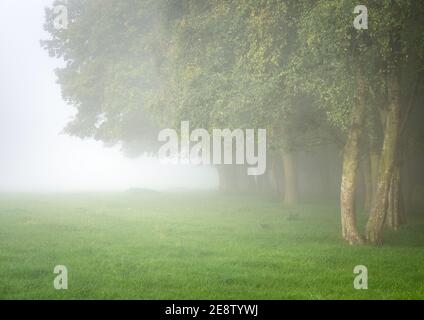 A small copse of trees on the edge of Otley Chevin Forest Park fade away into the mist on a beautifully calm and atmospheric Yorkshire morning. Stock Photo