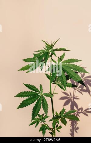 Lush bush medical marijuana, cannabis isolated on light background with sun shadows, concept of products with cannabidiol, cosmetics with hemp , CBD o Stock Photo