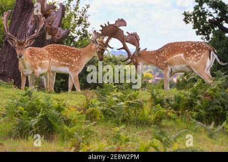 Two young fallow deer bucks (dama dama, male) playfully test their strength locking antlers, England, United Kingdom