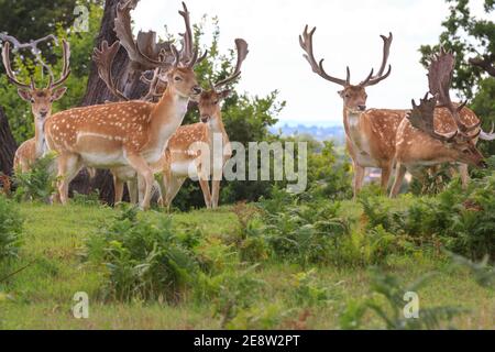 Group of fallow deer bucks (dama dama, male) standing in grassland, United Kingdom Stock Photo