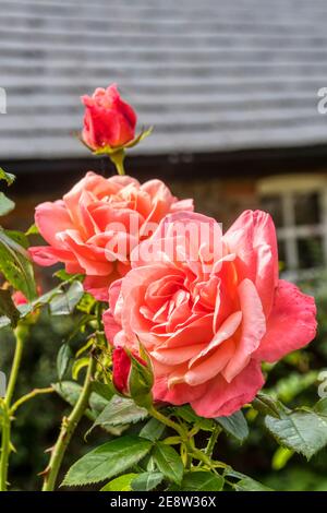 Silver Jubilee hybrid tea rose Stock Photo