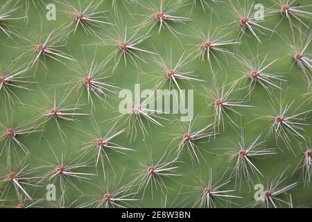 Close up of spines on cactus Stock Photo